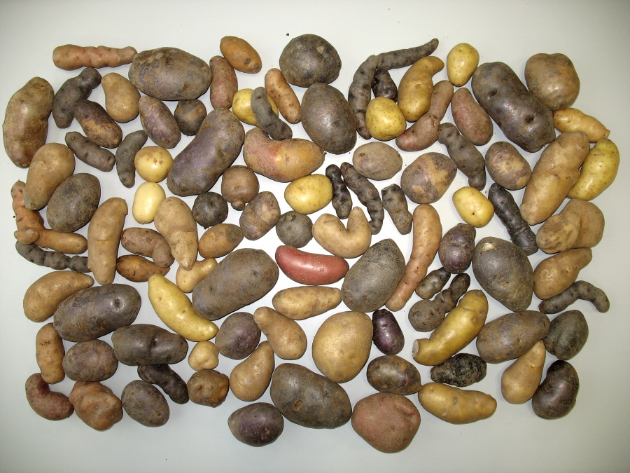Kartoffelsortiment - zum Sehen und Probieren beim Kartoffeltag im Klimahaus