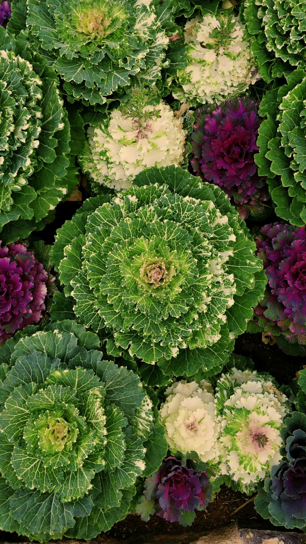 Eine dramatische Draufsicht auf ein dicht bepflanztes Feld mit Zierkohl (auch Schmuckkohl genannt). Die Pflanzen sind in Clustern angeordnet und zeigen eine atemberaubende Farbvielfalt. Im Zentrum ist ein großer, voll entfalteter Zierkohlkopf mit einem dichten, purpurfarbenen Kern, umgeben von Schichten gefranster, grün-weiß gemusterter Blätter. Andere Pflanzen im Feld zeigen Farbkombinationen aus Cremeweiß, Hellgrün und Tiefviolett. Ihre Blätter sind sehr kraus, gefranst und texturreich, was ein komplexes,